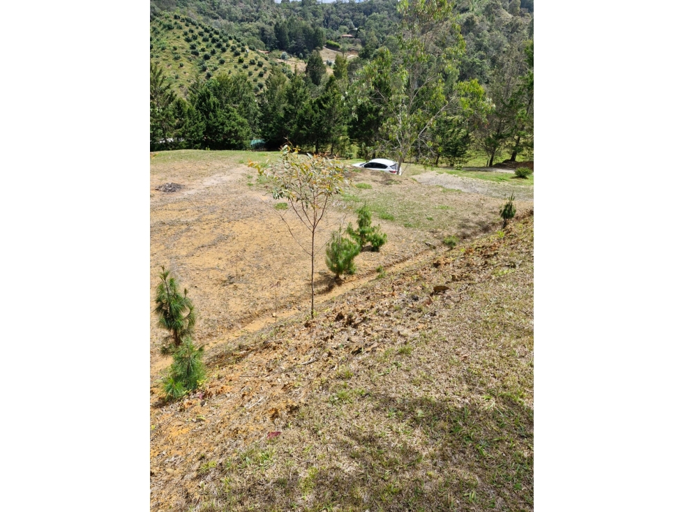 Lote en Venta con Bosque y dos Explanaciones