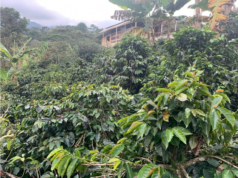 VENDE FINCA PRODUCTIVA EN SASAIMA - 4