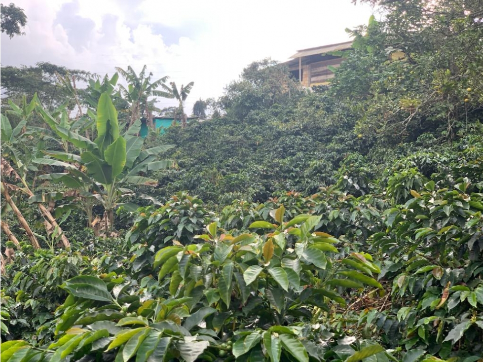 VENDE FINCA PRODUCTIVA EN SASAIMA - 5