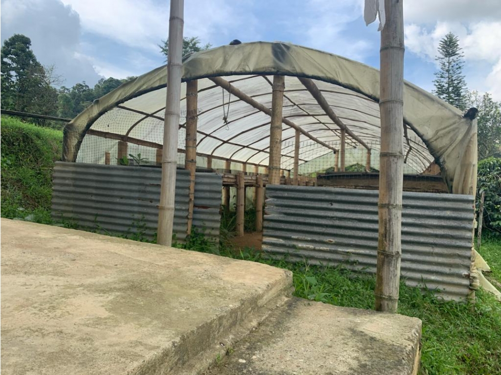 VENDE FINCA PRODUCTIVA EN SASAIMA - 3