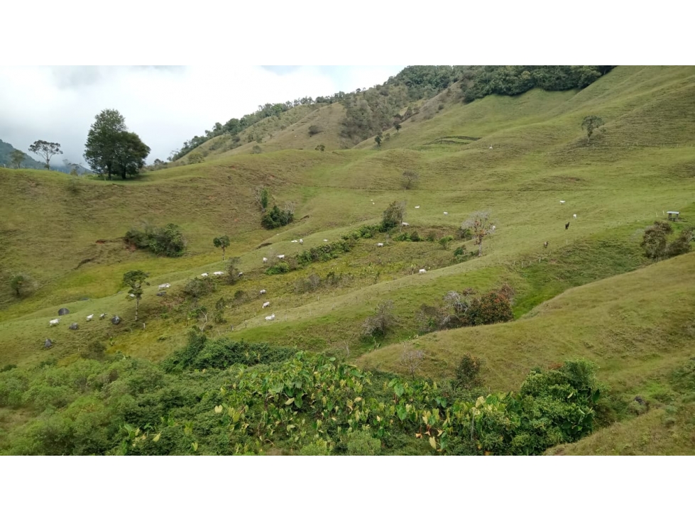 Finca en Venta San Roque, Antioquia - 1