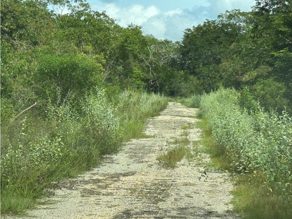 Terreno en venta en la Ceiba II, Dzibichaltún, Yucatán - 2