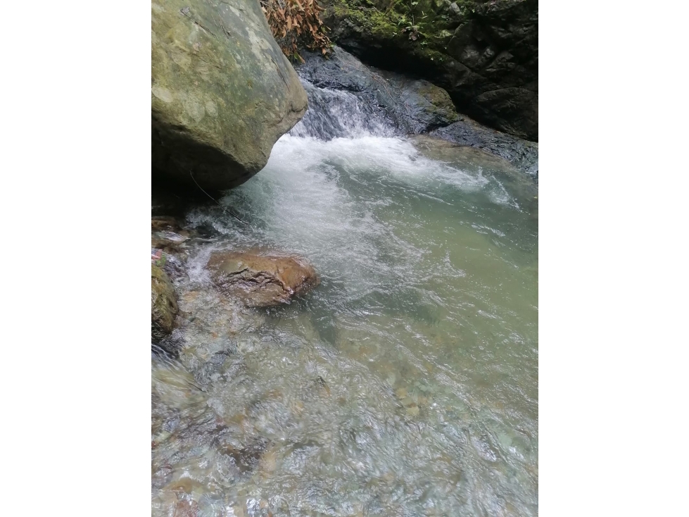 VENTA FINCA PRODUCTIVA VEREDA EL CINABRIO - 31.5 CUADRAS - 5