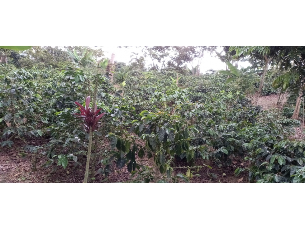 VENTA FINCA SECTOR MIRADOR FILANDIA VIA ULLOA - 4