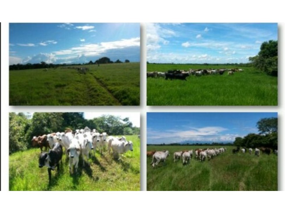 VENTA FINCA PUERTO LOPEZ - 296 HECTAREAS - 3