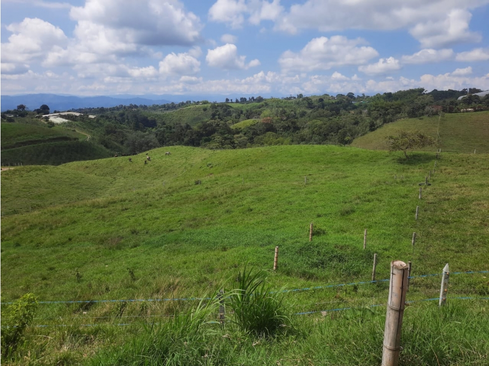 VENTA FINCA GANADERA FILANDIA VIA QUIMBAYA - 41 CUADRAS - 5