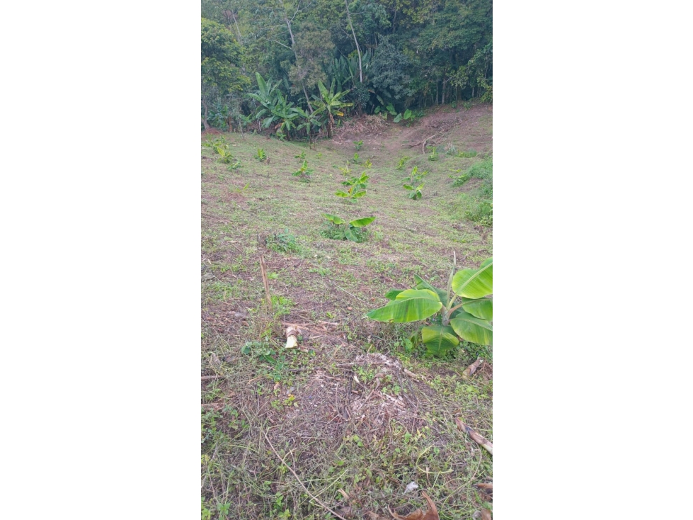 VENTA FINCA PRODUCTIVA VEREDA EL CINABRIO - 31.5 CUADRAS - 6