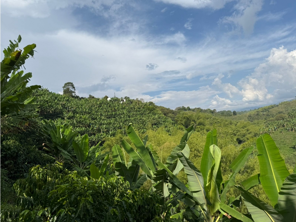 VENTA FINCA CIRCASIA CULTIVOS EN CAFÉ, PLATANO Y BANANO - 12.5 CUADRAS — foto 4