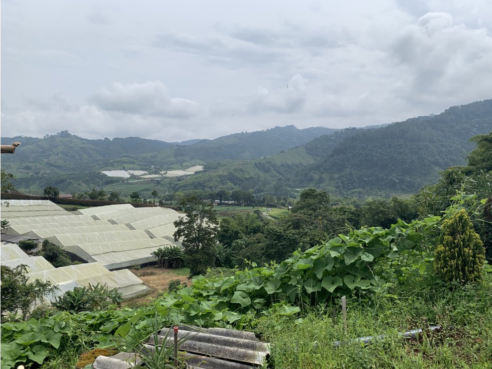 VENTA FINCA PRODUCTORA SECTOR LA FLORIDA - 5 CUADRAS - 3