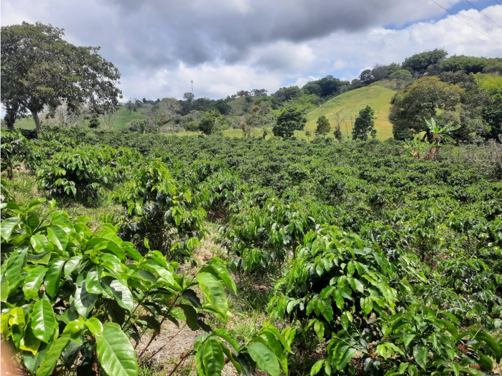 VENTA FINCA ARMENIA SECTOR SAN JUAN BOSCO - 5 CUADRAS