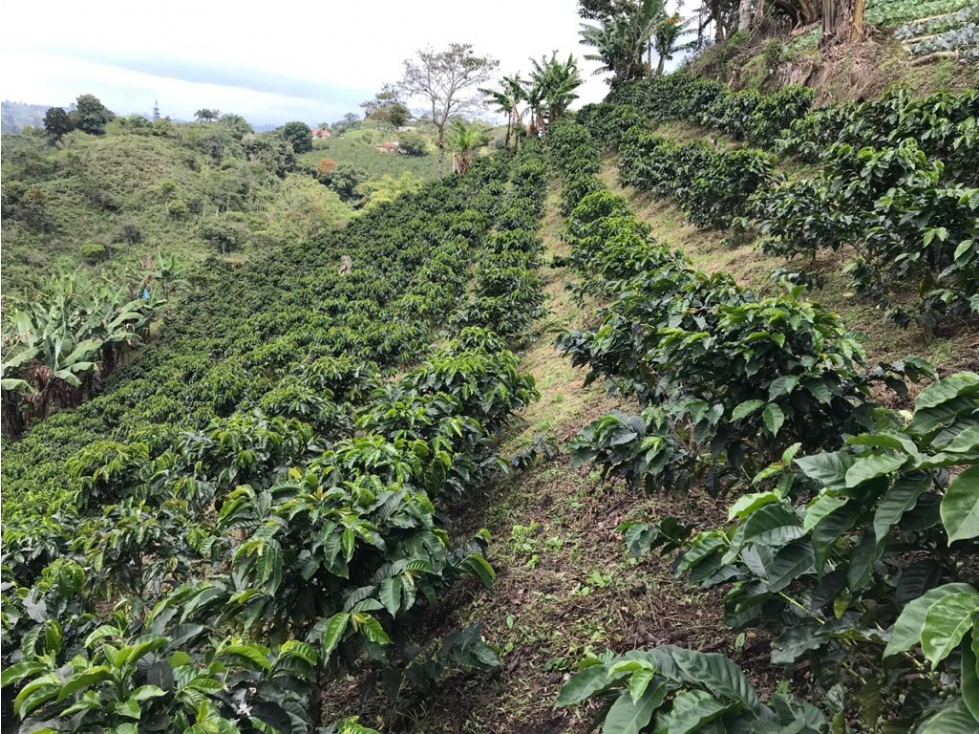 VENTA FINCA PRODUCTIVA CAFE PLATANO PASTO CIRCASIA - 23 CUADRAS — foto 2