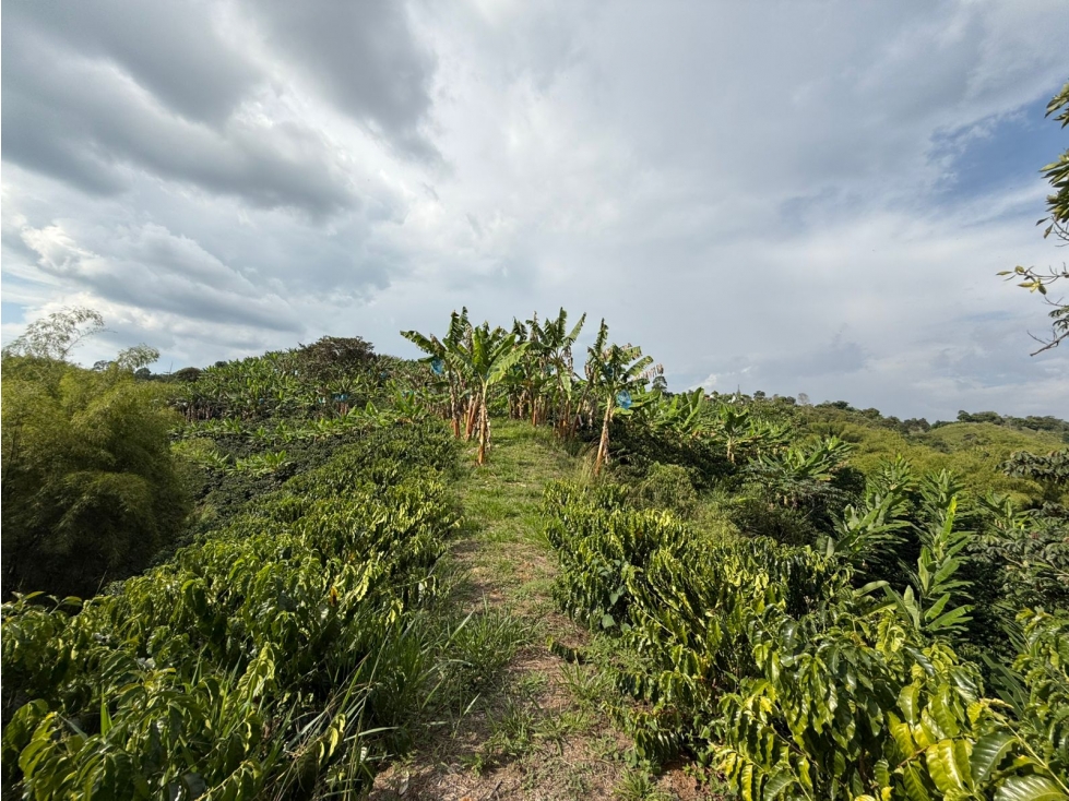 VENTA FINCA CIRCASIA CULTIVOS EN CAFÉ, PLATANO Y BANANO - 12.5 CUADRAS — foto 6