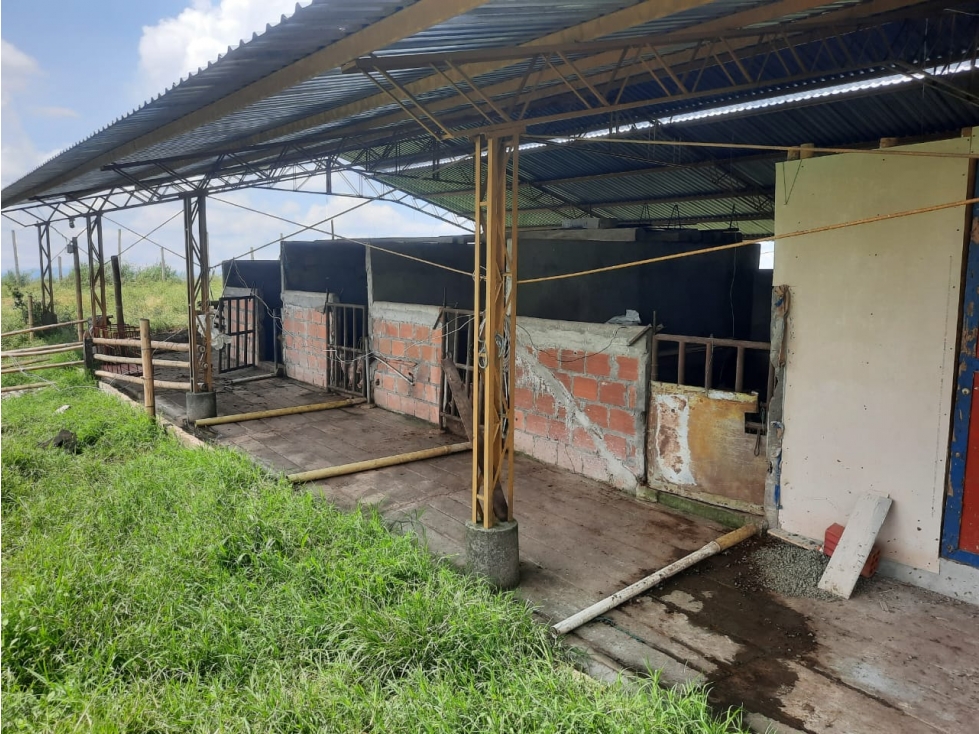 VENTA FINCA GANADERA FILANDIA VIA QUIMBAYA - 41 CUADRAS - 3