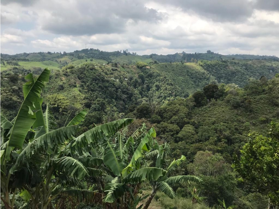 VENTA FINCA PRODUCTIVA CAFE PLATANO PASTO CIRCASIA - 23 CUADRAS — foto 4