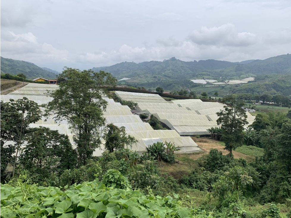 VENTA FINCA PRODUCTORA SECTOR LA FLORIDA - 5 CUADRAS - 4