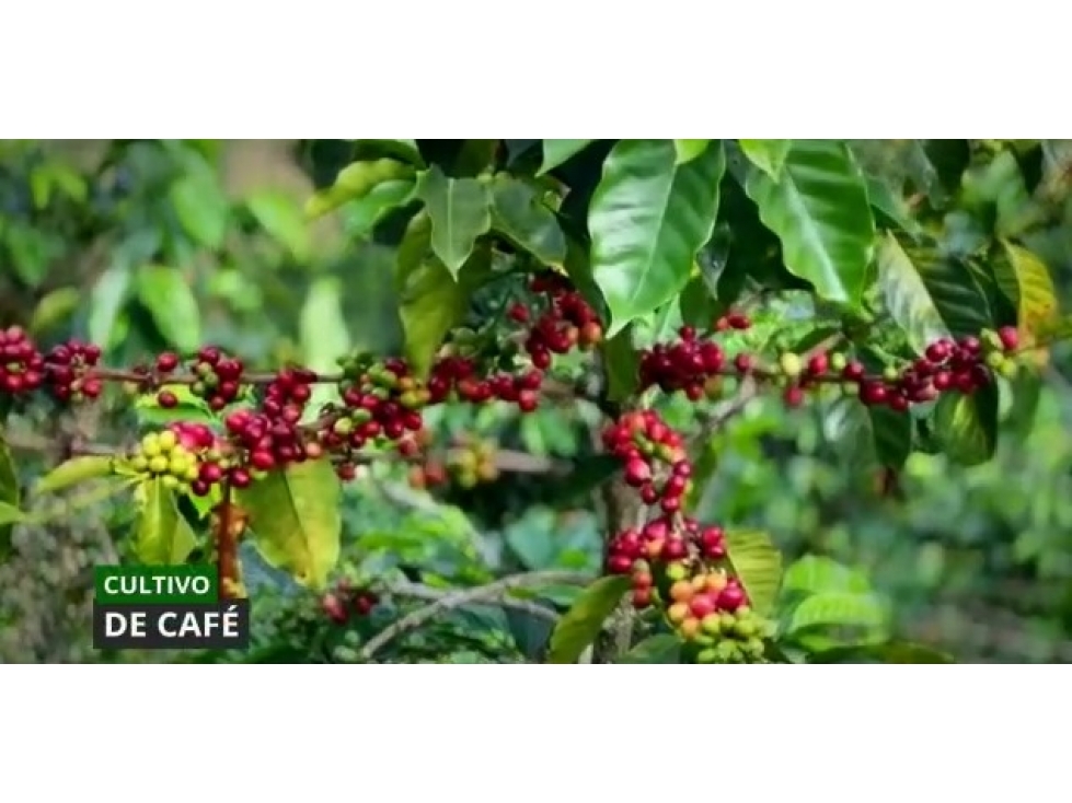 VENTA FINCA CORDOBA VEREDA LA CONCHA - 16 HECTAREAS — foto 2