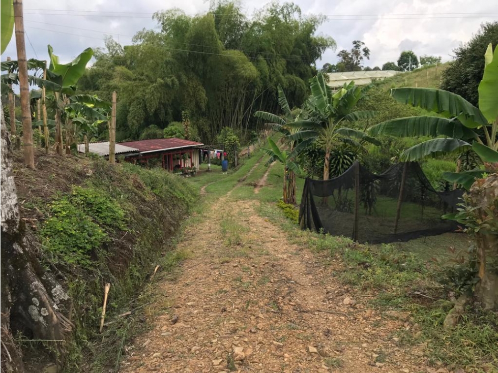 VENTA FINCA PRODUCTIVA CAFE PLATANO PASTO CIRCASIA - 23 CUADRAS — foto 6
