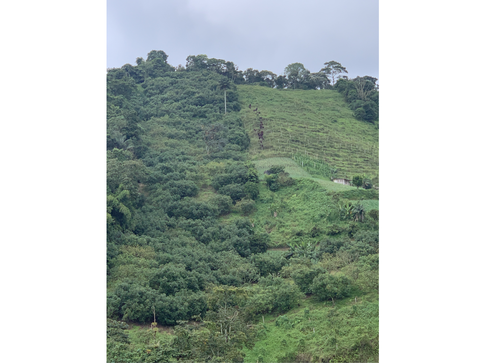 VENTA FINCA PRODUCTORA SECTOR LA FLORIDA - 5 CUADRAS - 2