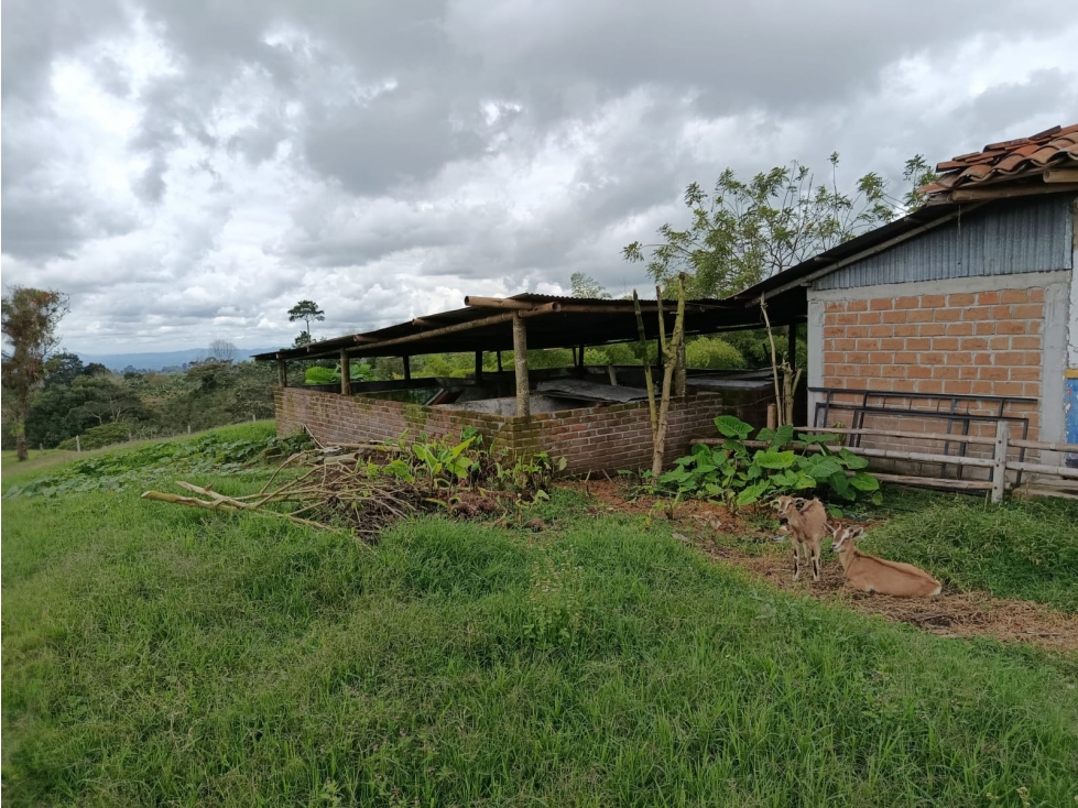 VENTA FINCA FILANDIA A BORDE DE CARRETERA - 20 CUADRAS - 4