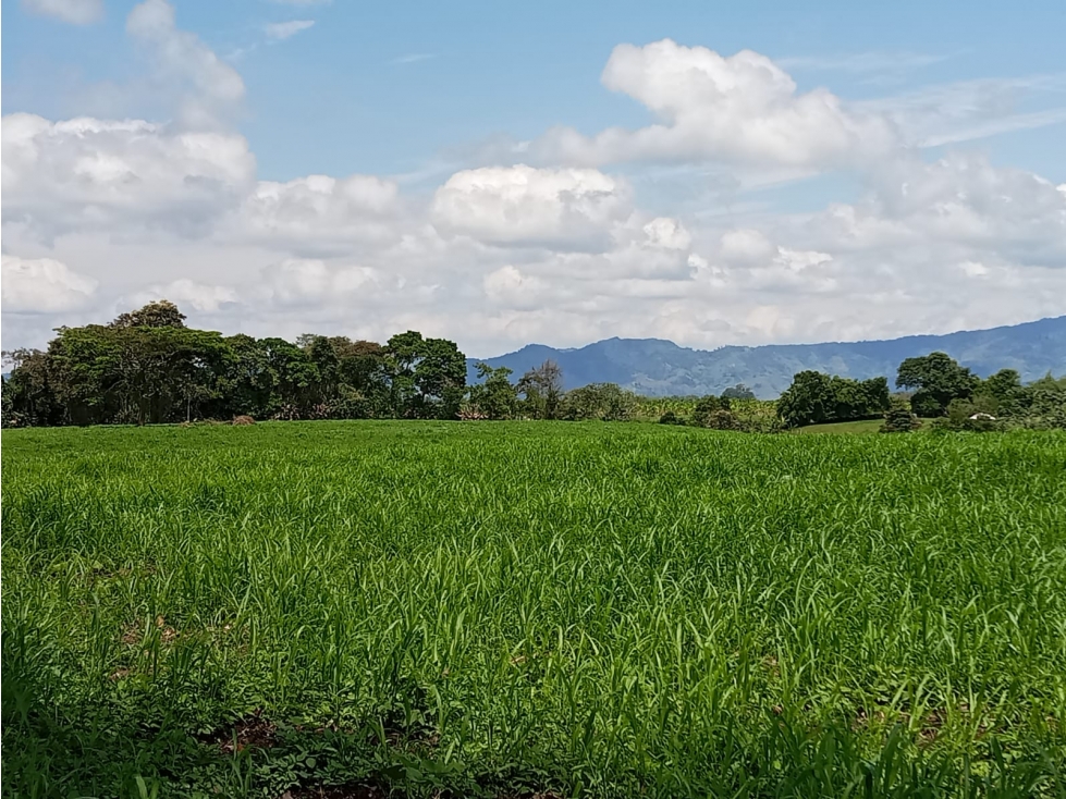 VENTA LOTE CAMPESTRE PUEBLO TAPAO IDEAL PROYECTO O USO TURISTICO - 2