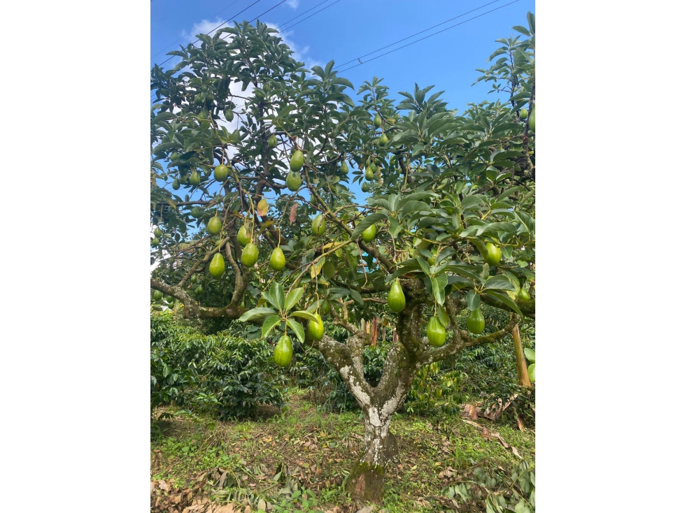 VENTA FINCA CIRCASIA VIA ARMENIA - 9 CUADRAS — foto 6