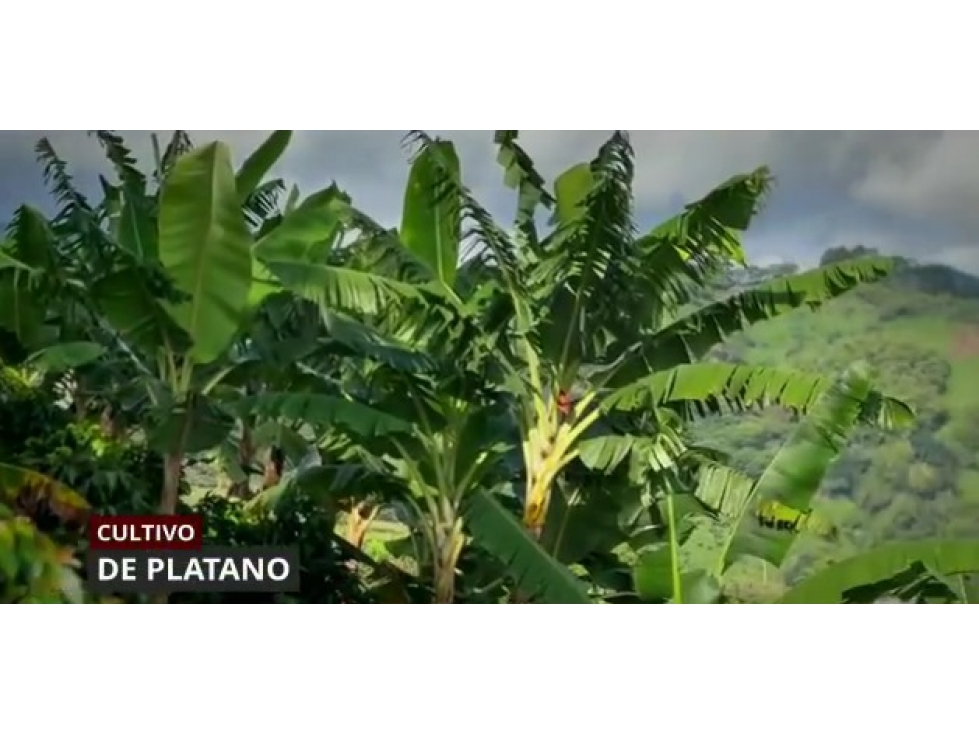VENTA FINCA CORDOBA VEREDA LA CONCHA - 16 HECTAREAS — foto 3