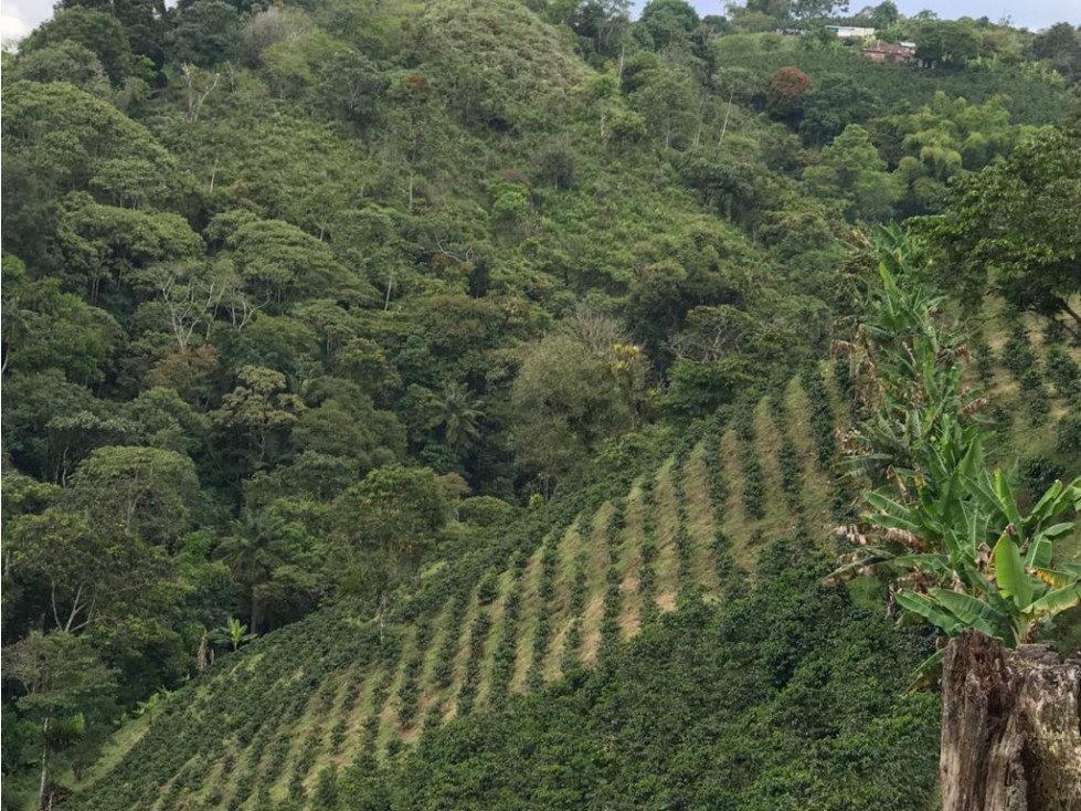 VENTA FINCA PRODUCTIVA CAFE PLATANO PASTO CIRCASIA - 23 CUADRAS — foto 3