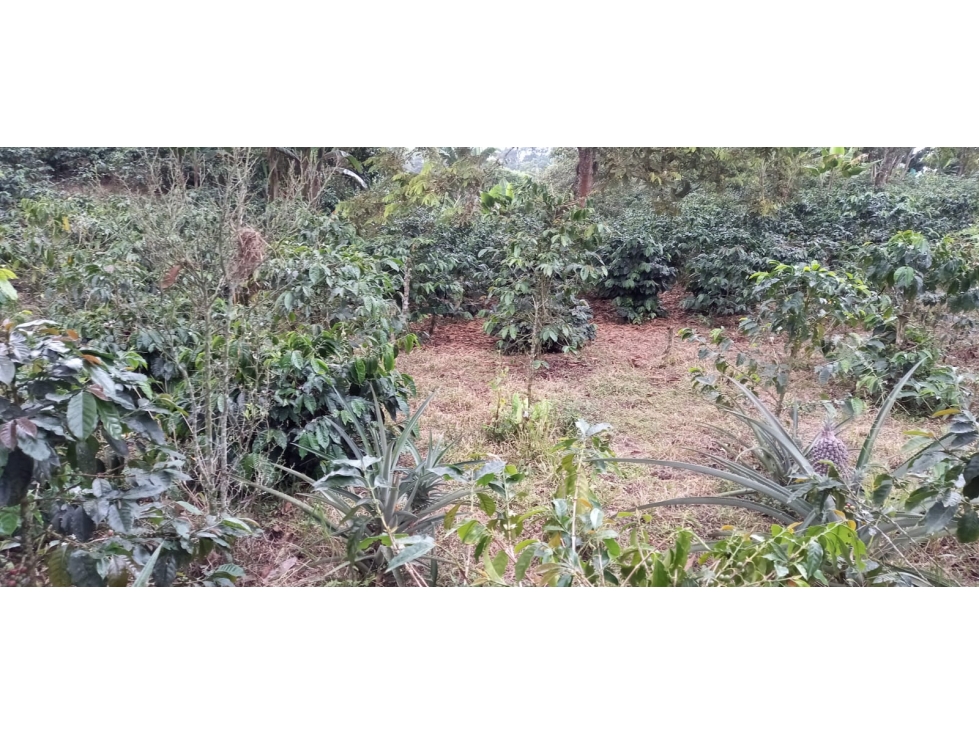VENTA FINCA SECTOR MIRADOR FILANDIA VIA ULLOA - 3