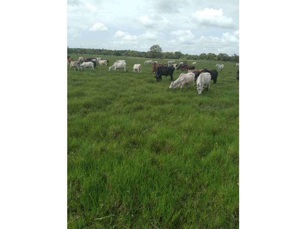 VENTA FINCA ACACIAS VEREDA PATIO BONITO - 200 HECTAREAS - 4