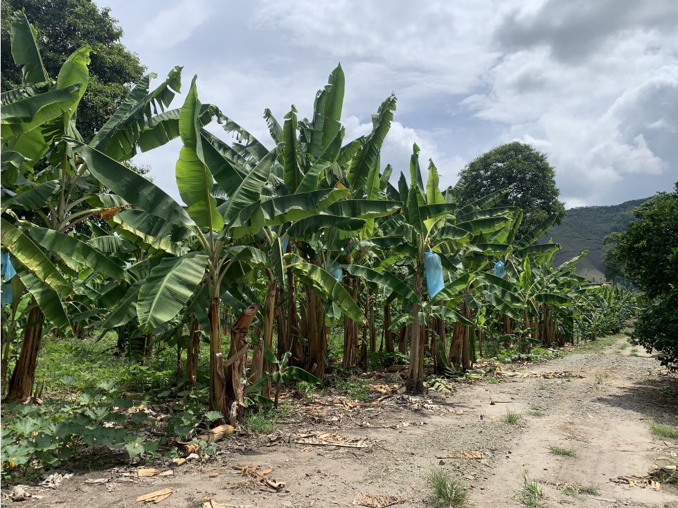 VENTA FINCA VIA RIO VERDE - 16.8 CUADRAS - 1