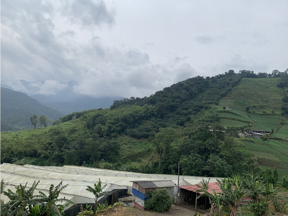 VENTA FINCA PRODUCTORA SECTOR LA FLORIDA - 5 CUADRAS - 6