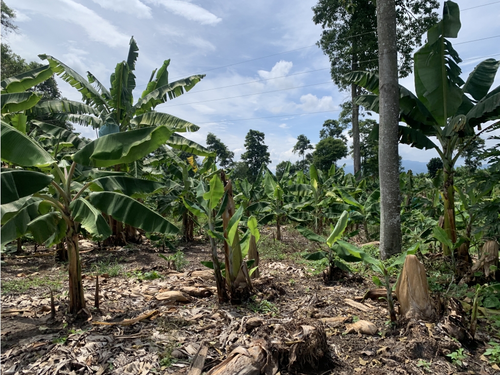 VENTA FINCA VIA RIO VERDE - 16.8 CUADRAS - 6