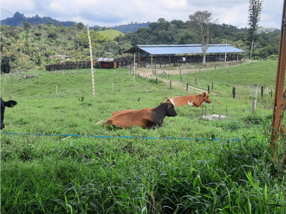 VENTA FINCA GANADERA FILANDIA VIA QUIMBAYA - 41 CUADRAS - 4