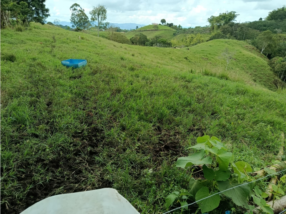 VENTA FINCA FILANDIA A BORDE DE CARRETERA - 20 CUADRAS - 5