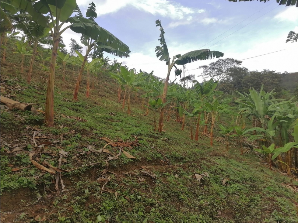 VENTA FINCA PRODUCTIVA VEREDA EL CINABRIO - 31.5 CUADRAS - 2