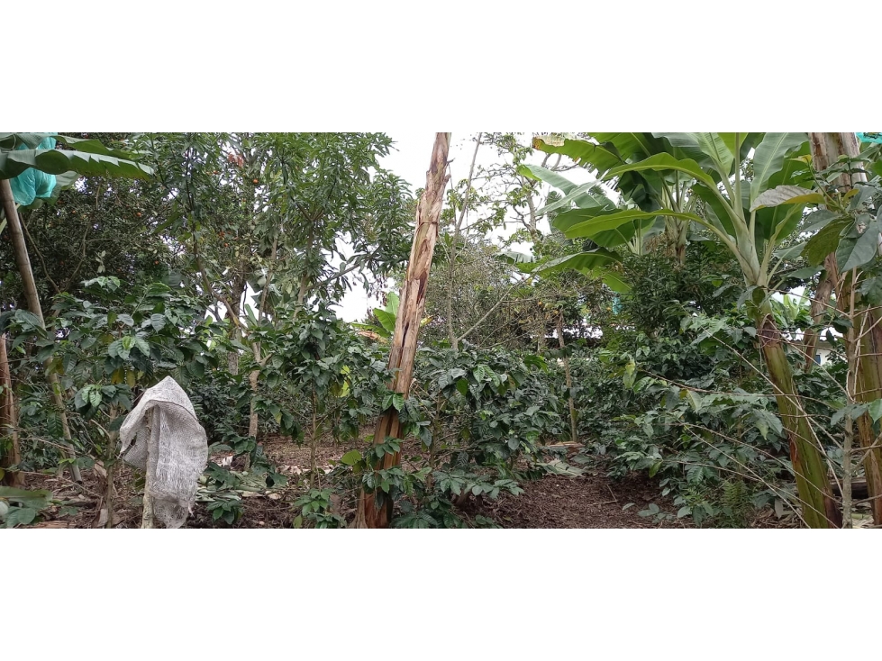 VENTA FINCA SECTOR MIRADOR FILANDIA VIA ULLOA - 5