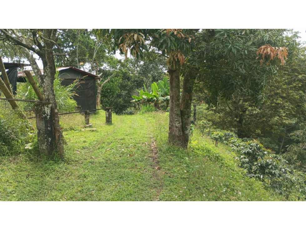 VENTA FINCA CIRCASIA VIA MONTENEGRO - 4 CUADRAS — foto 6