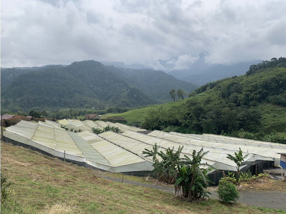 VENTA FINCA PRODUCTORA SECTOR LA FLORIDA - 5 CUADRAS - 5