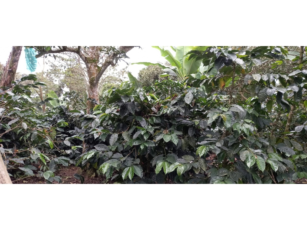 VENTA FINCA SECTOR MIRADOR FILANDIA VIA ULLOA - 6