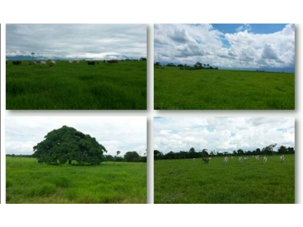 VENTA FINCA PUERTO LOPEZ - 296 HECTAREAS - 5