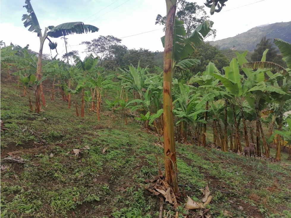 VENTA FINCA PRODUCTIVA VEREDA EL CINABRIO - 31.5 CUADRAS - 3