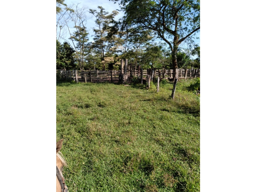 VENTA FINCA ACACIAS VEREDA PATIO BONITO - 200 HECTAREAS - 6
