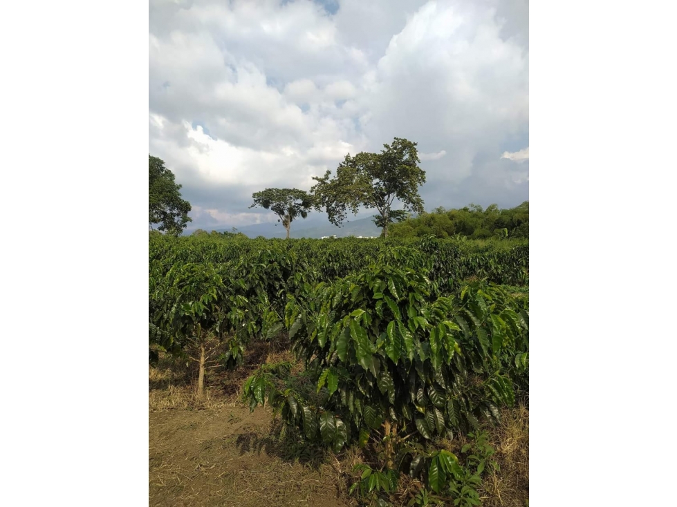 VENTA FINCA CIRCASIA VIA ARMENIA - 14 CUADRAS