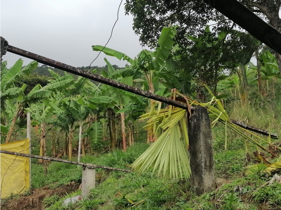 VENTA FINCA PRODUCTIVA VEREDA EL CINABRIO - 31.5 CUADRAS - 4
