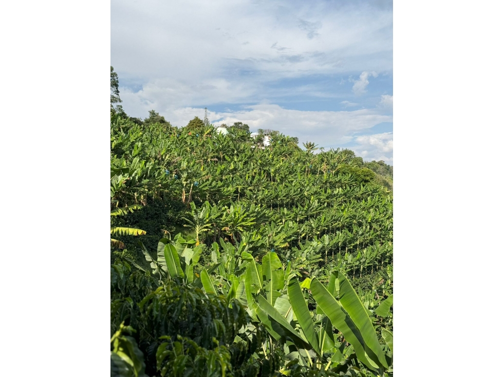 VENTA FINCA CIRCASIA CULTIVOS EN CAFÉ, PLATANO Y BANANO - 12.5 CUADRAS — foto 3