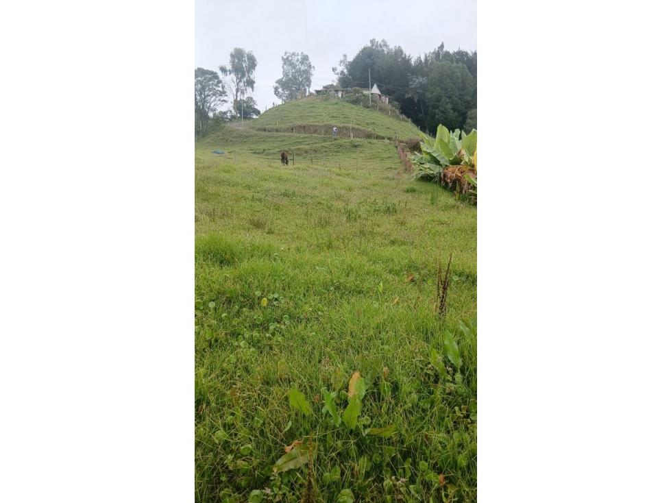 Lote de 2.600 m², vereda La Lana, San Pedro de los Milagros — foto 3