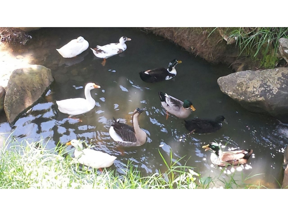 Finca en Copacabana Vereda Villa Roca — foto 5