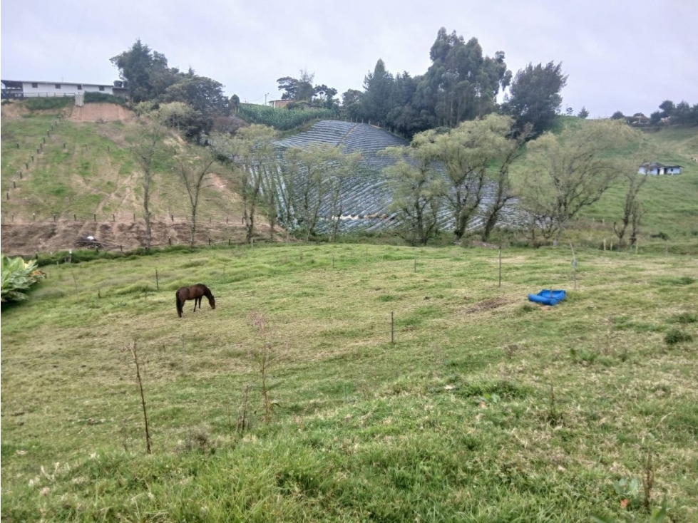 Lote de 2.600 m², vereda La Lana, San Pedro de los Milagros — foto 6