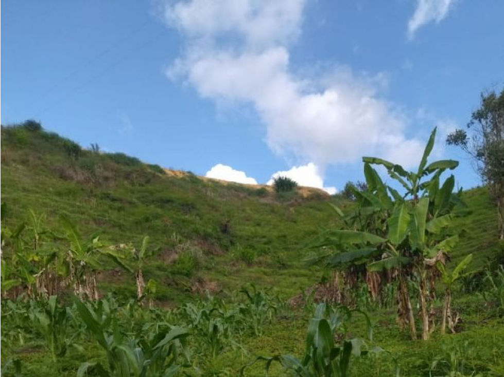 FINCA EN VENTA SAN VICENTE FERRER , ANTIOQUIA - 3