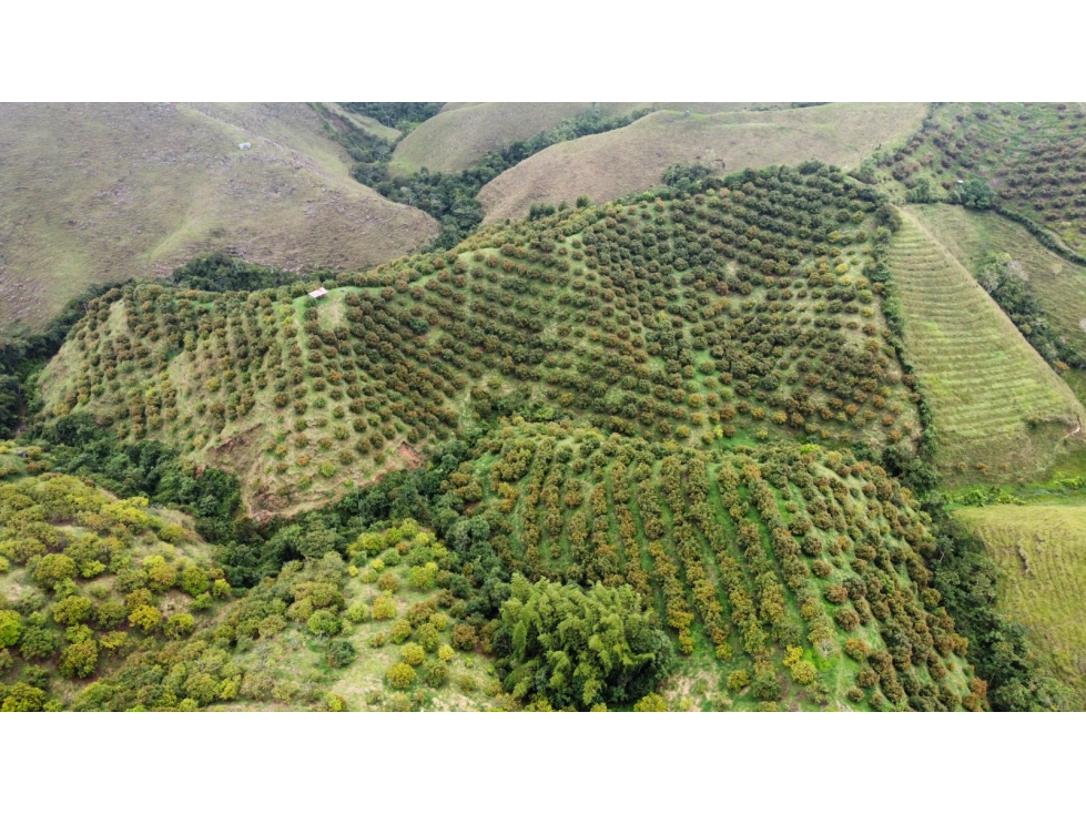 FINCA EN VENTA EN AGUADAS, CALDAS - 1